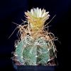 Vai alla scheda di Astrophytum capricorne v. minor cv. crassispinoides