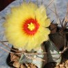 Vai alla scheda di Astrophytum capricorne v. niveum