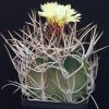 Vai alla scheda di Astrophytum capricorne v. niveum f. nudum