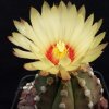 Vai alla scheda di Astrophytum capricorne x asterias