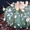 Vai alla scheda di Astrophytum capricorne x asterias cv. superkabuto