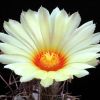 Vai alla scheda di Astrophytum capricorne x senile