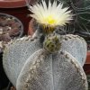 Vai alla scheda di Astrophytum coahuilense