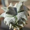 Vai alla scheda di Astrophytum coahuilense cv. kikko snow