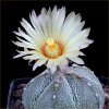 Vai alla scheda di Astrophytum coahuilense x asterias cv. super kabuto