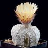 Vai alla scheda di Astrophytum coahuilense x onzuka