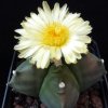 Vai alla scheda di Astrophytum cv. kikkodangod