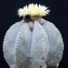 Vai alla scheda di Astrophytum myriostigma