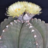 Vai alla scheda di Astrophytum myriostigma cv. costa