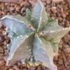 Vai alla scheda di Astrophytum myriostigma cv. fukuryu hakuun