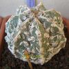 Vai alla scheda di Astrophytum myriostigma cv. fukuryu hakuun haku-jo