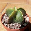 Vai alla scheda di Astrophytum myriostigma cv. fukuryu nudum