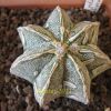 Vai alla scheda di Astrophytum myriostigma cv. haku-jo hanya fukuryu