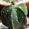 Vai alla scheda di Astrophytum myriostigma cv. hakuun