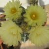 Vai alla scheda di Astrophytum myriostigma cv. hakuun haku-jo