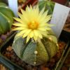 Vai alla scheda di Astrophytum myriostigma cv. hakuun x super kabuto