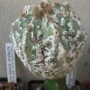 Vai alla scheda di Astrophytum myriostigma cv. hannya hakunn fukuryu