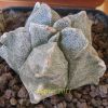 Vai alla scheda di Astrophytum myriostigma cv. kikko hakuun