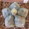 Vai alla scheda di Astrophytum myriostigma cv. kikko pentagon form