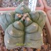 Vai alla scheda di Astrophytum myriostigma cv. kikko poligon form