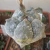 Vai alla scheda di Astrophytum myriostigma cv. kikko sprain hakuun