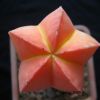 Vai alla scheda di Astrophytum myriostigma cv. koh-yo