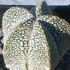 Vai alla scheda di Astrophytum myriostigma cv. onzuka v type