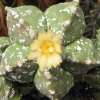 Vai alla scheda di Astrophytum myriostigma cv. tukai