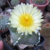 Vai alla scheda di Astrophytum myriostigma cv. wipler