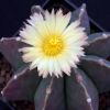 Vai alla scheda di Astrophytum myriostigma f. multicostatum