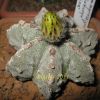 Vai alla scheda di Astrophytum myriostigma f. multicostatum cv. fukuryu