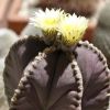 Vai alla scheda di Astrophytum myriostigma f. nudum