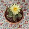 Vai alla scheda di Astrophytum myriostigma f. nudum cv. fukuryu