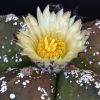 Vai alla scheda di Astrophytum myriostigma f. nudum cv. hakuun