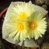 Vai alla scheda di Astrophytum myriostigma f. quadricostatum