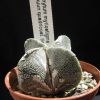 Vai alla scheda di Astrophytum myriostigma f. quadricostatum cv. hakuun