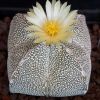 Vai alla scheda di Astrophytum myriostigma f. quadricostatum cv. onzuka