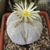 Vai alla scheda di Astrophytum myriostigma f. quadricostatum cv. onzuka ball