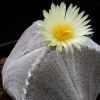 Vai alla scheda di Astrophytum myriostigma f. tricostatum