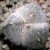 Vai alla scheda di Astrophytum myriostigma f. tricostatum cv. onzuka