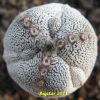 Vai alla scheda di Astrophytum myriostigma f. tricostatum cv. onzuka fukuryu