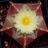 Vai alla scheda di Astrophytum myriostigma hybrid