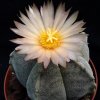 Vai alla scheda di Astrophytum myriostigma ssp. tulense