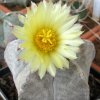 Vai alla scheda di Astrophytum myriostigma v. coahuilense