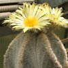 Vai alla scheda di Astrophytum myriostigma v. columnare