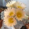 Vai alla scheda di Astrophytum myriostigma v. columnaris