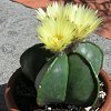 Vai alla scheda di Astrophytum myriostigma v. nudum