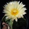 Vai alla scheda di Astrophytum myriostigma v. nudum cv. fukuryu