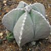 Vai alla scheda di Astrophytum myriostigma v. nudum cv. hakuun