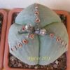 Vai alla scheda di Astrophytum myriostigma v. nudum f. tricostatum